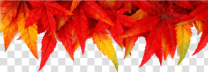 Transparent Thanksgiving Leaves Png   White Background Autumn Leaves  Png Download