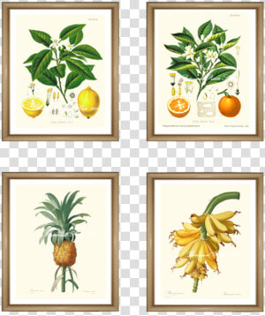 4 Tropical Fruit Prints Set   Framed Botanical Vintage Prints  HD Png Download