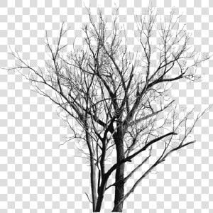 Dead Tree With No Leaves   Gambar Pohon Yg Tak Berdaun  HD Png Download