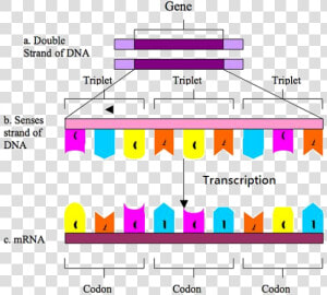 The Cell   Producing proteins   Transcription And Translation Diagram  HD Png Download