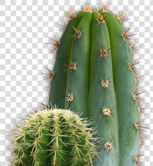 Small And Large Cactus   Being Negative Only Makes A Journey More Difficult  HD Png Download