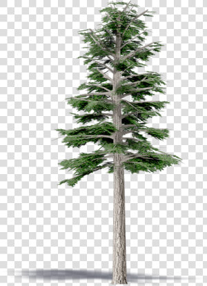 Douglas Fir   Douglas Fir Png  Transparent Png