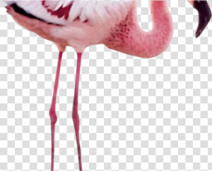 Flamingo Png Transparent Images   Wing Mystery Of The Flamingos  Png Download