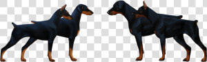 European Doberman Pinscher Vs American  HD Png Download