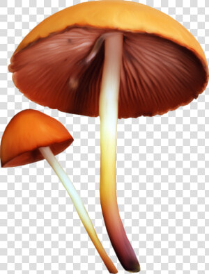 Edible Mushroom Fungus Clip Art   Mushroom Png  Transparent Png