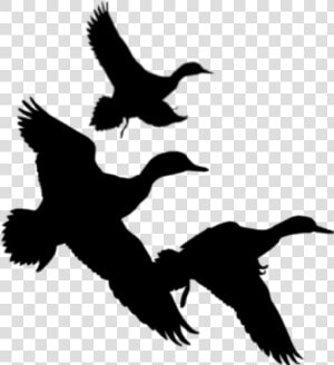 Duck Hunting Silhouette   Ducks Flying Silhouette Png  Transparent Png