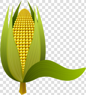 Ear Of Corn Clipart 8    Gambar Jagung  HD Png Download