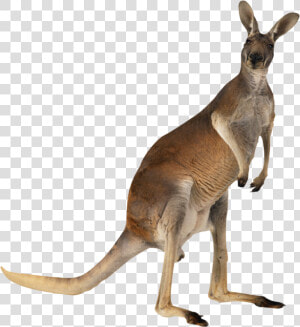 Kangaroo English Australian Meat Australian Australian   Kangaroo Png  Transparent Png