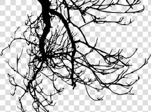 Tree Branches Transparent Background  HD Png Download