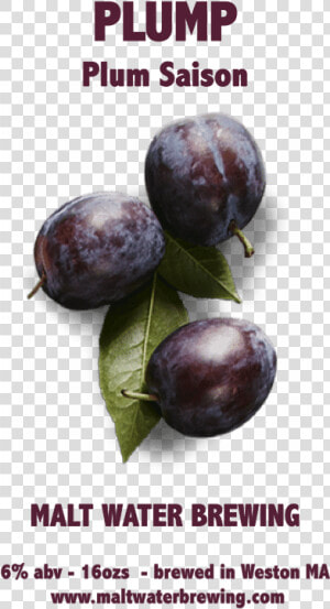 Plum Saison   Plump   Beach Plum  HD Png Download