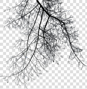 Download Branch Png File   Winter Tree Branch Png  Transparent Png