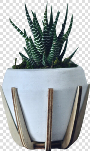 Green Zebra White Pot   Agave  HD Png Download