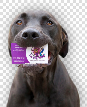 Weimaraner  HD Png Download