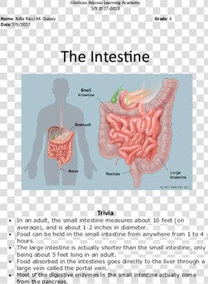 Intestines Png  Transparent Png