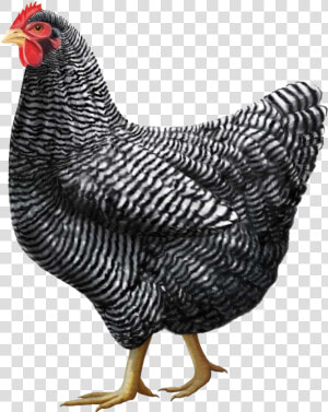 Gray Chicken Png Image   Chickens Png  Transparent Png