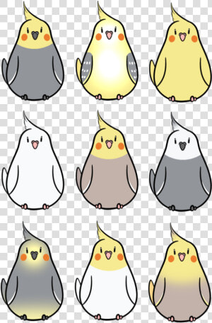 Transparent Cockatiel Clipart   Cockatiel Drawing  HD Png Download