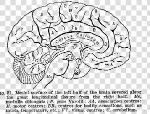 Mesial Surface Of The Left Half Of The Brain Severed   Brain Sliced In Half Sketch  HD Png Download