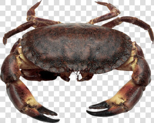 Download This High Resolution Crab High Quality Png   France Crab  Transparent Png