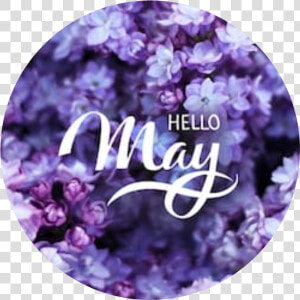  flowers  flora  cool  may  welcome  hello  purpel   Hello May  HD Png Download