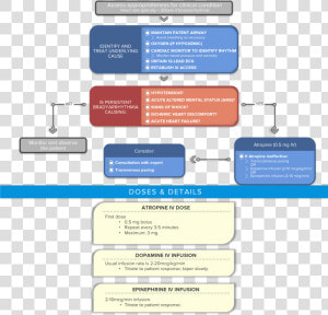 Algorithm Acls Bradycardia With A Pulse   Bradycardia Acls Algorithms 2019  HD Png Download