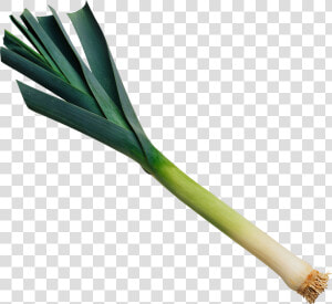 Leek Png  Transparent Png