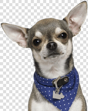 Chihuahua Png  Transparent Png