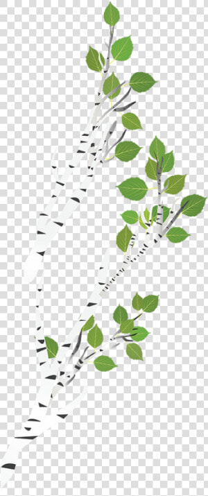 Transparent Birch Tree Branch  Hd Png Download   Png   Canoe Birch  Png Download