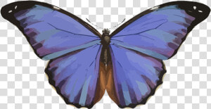 Animales  Mariposa  Insectos  Naturaleza  Azul  Morpho   Transformation To A Butterfly  HD Png Download