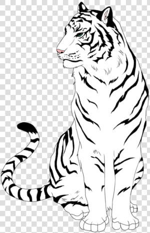 White Tiger Clipart Easy   Draw A White Tiger  HD Png Download