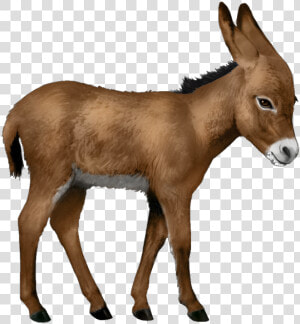 Donkey Png   Baby Donkey Png  Transparent Png