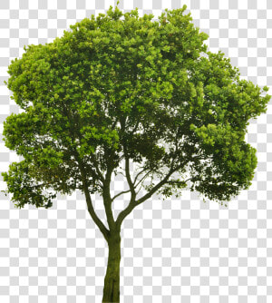 Transparent Elm Tree Png   Tree Png For Architect  Png Download