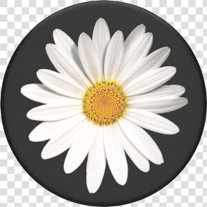 White Daisy Popsocket  HD Png Download