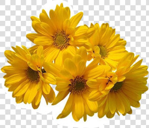 Freetoedit Flower Daisy Filler Aesthetic Tumblr   Yellow Flower Transparent Background  HD Png Download