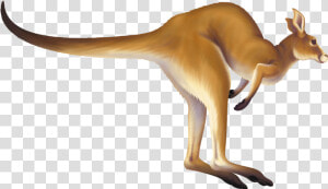 Download Kangaroo Png   Animation Kangaroo Clipart Gif  Transparent Png