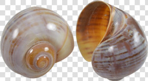 Cherry Land Snail Striped   Baltic Clam  HD Png Download