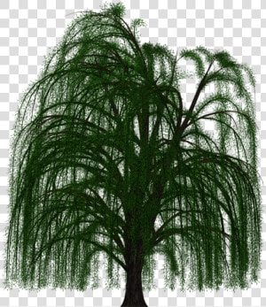 Weeping Willow Tree Transparent Background  HD Png Download