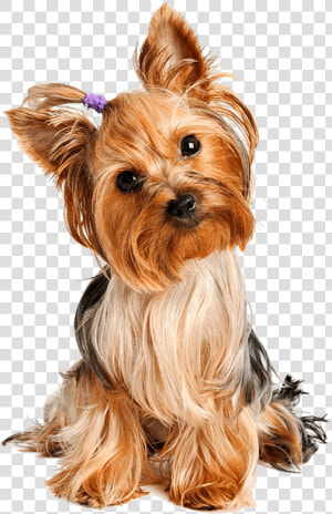 Ebook Yorkie   Yorkshire Terrier Png  Transparent Png