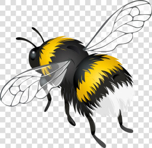 Flying Bee Png Clipart   Clip Art Flying Bee  Transparent Png