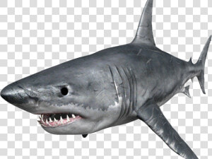 Shark Png Transparent Images   Hungry Shark Png  Png Download