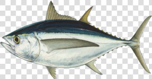 Fish Tuna Seafood   Streamline Body Of Fish  HD Png Download