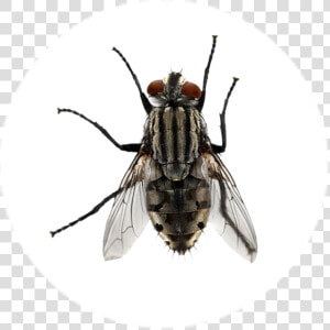 Transparent Mosca Png   Large House Flies  Png Download