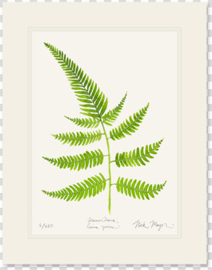 Painted Fern Print   Fern  HD Png Download