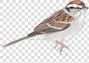 Sparrow Png Free Image Download   John Muir Laws Artist  Transparent Png