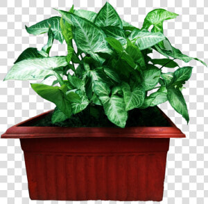 Graphics Pic   Houseplant  HD Png Download