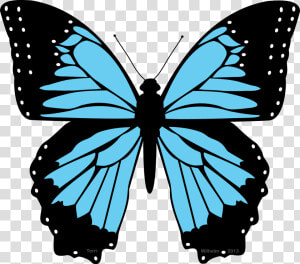 Butterfly Black And Blue Clipart The Cliparts Transparent   Blue Morpho Butterfly Clipart  HD Png Download