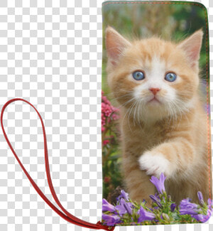 Cute Ginger Kitten Funny Baby Pet Animal In A Garden   Ginger Cute Kitten  HD Png Download