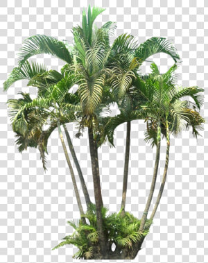 Palm Tree Cutout Png  Transparent Png