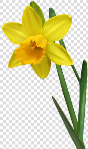 Daffodil  Flower  Stem  Bulb  Garden  Nature  Cut Out   Daffodil Flower Stem  HD Png Download