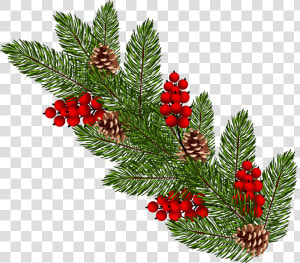 Christmas Tree Clipart Branches   Christmas Tree Branch Clipart  HD Png Download