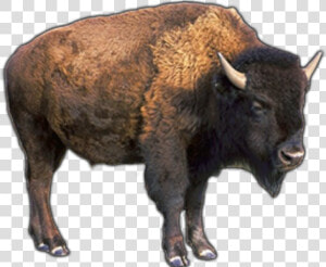 Buffalo Png Transparent Images   Transparent Pictures Of A Buffalo  Png Download